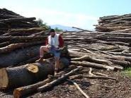 Delavec na žagi ostane brez prsta